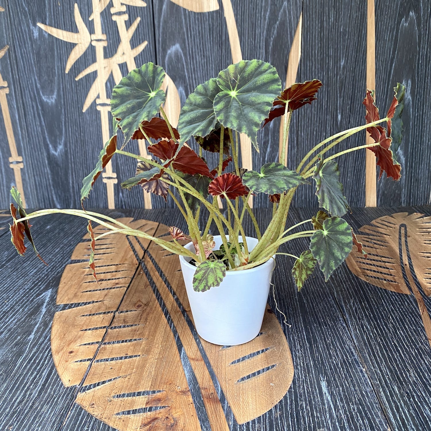 Begonia mazae f. nigricans