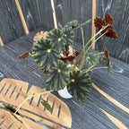 Begonia mazae f. nigricans