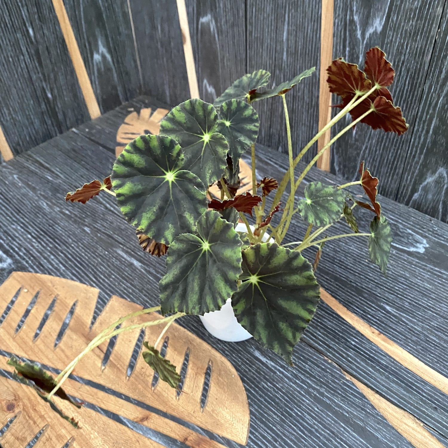 Begonia mazae f. nigricans