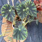 Begonia mazae f. nigricans