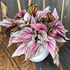 Begonia 'Hugh McLauchlan' - 3 plante/ghiveci