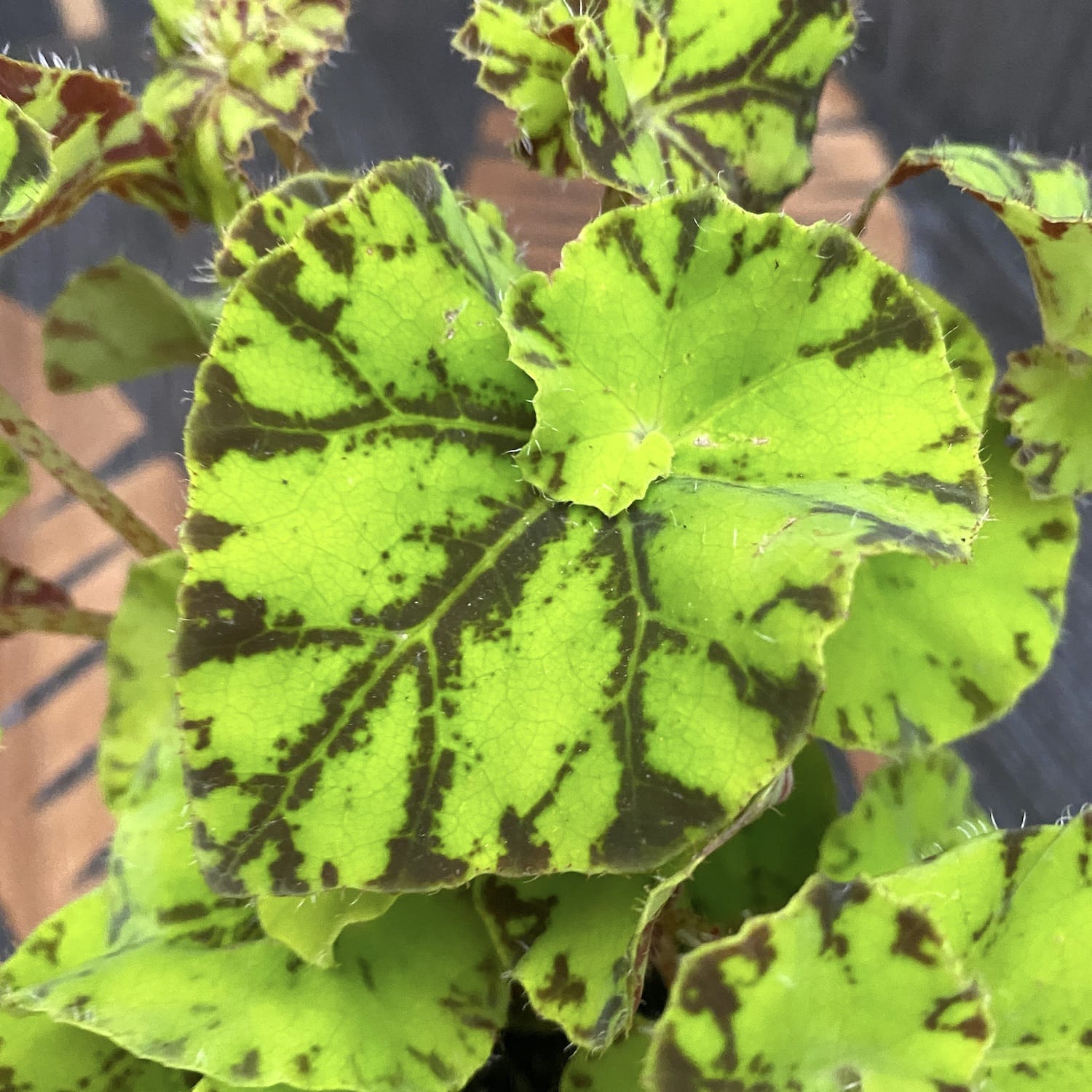 Begonia rex 'Zumba' – Secret Garden Plant Shop