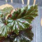 Begonia serratipetala (babyplant)