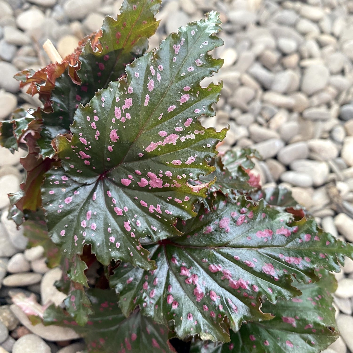 Begonia serratipetala (babyplant)