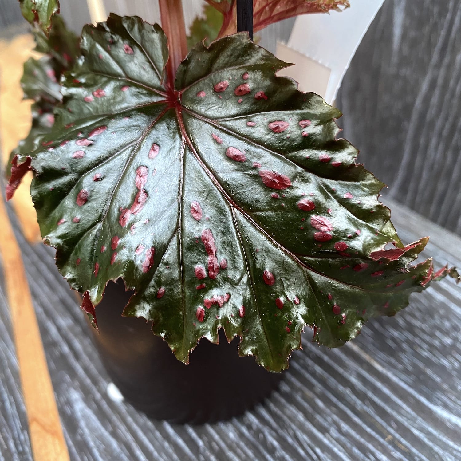 Begonia serratipetala (babyplant)