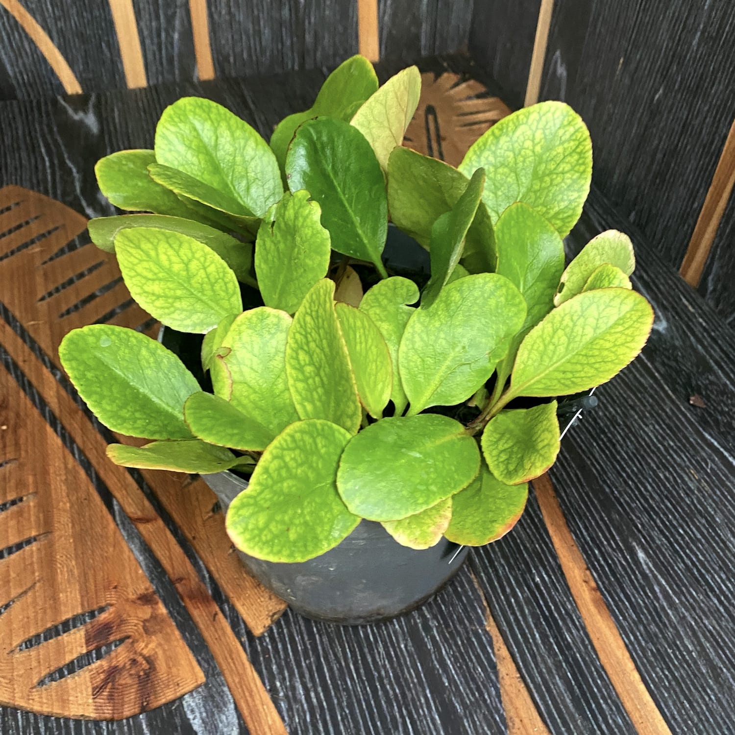 Bergenia cordifolia 'Eroica' (de gradina)