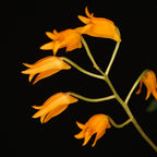 Bifrenaria aureofulva