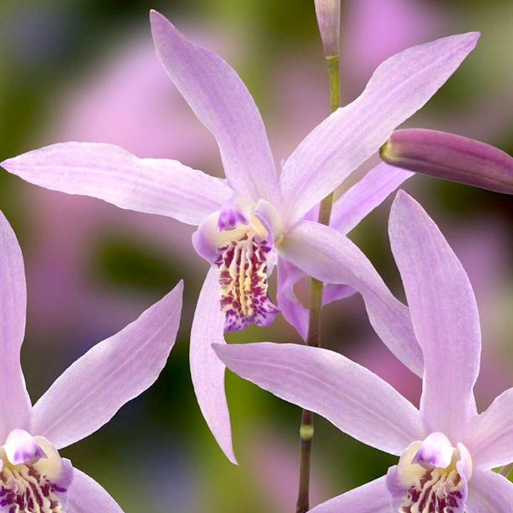 Bletilla ochracea 'Rickey'