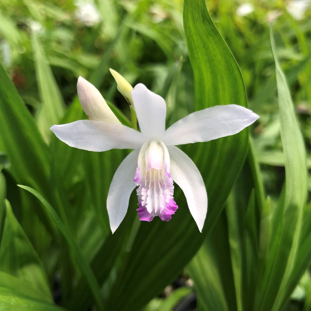 Bletilla striata 'Kuchibeni' - Orhidee de gradina – Floraria Secret ...