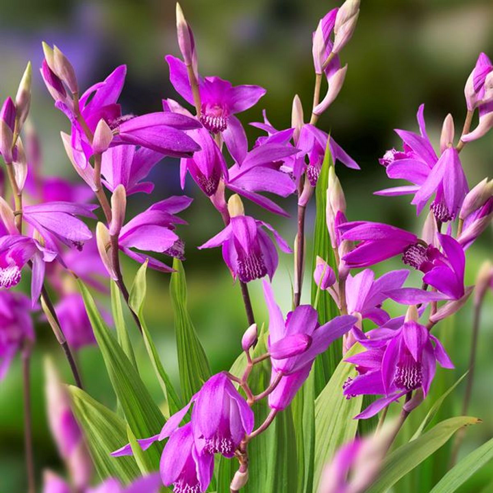 Bletilla striata 'Marcel Clapdorp'