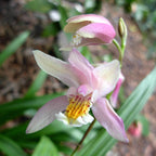 Bletilla Coritani