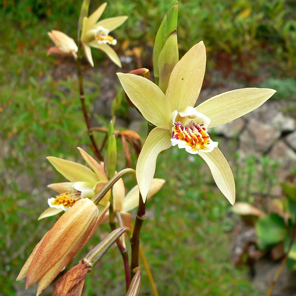 Bletilla ochracea - Orhidee de gradina
