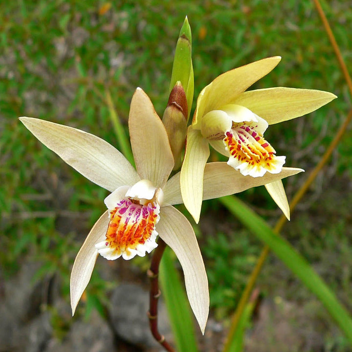 Bletilla ochracea