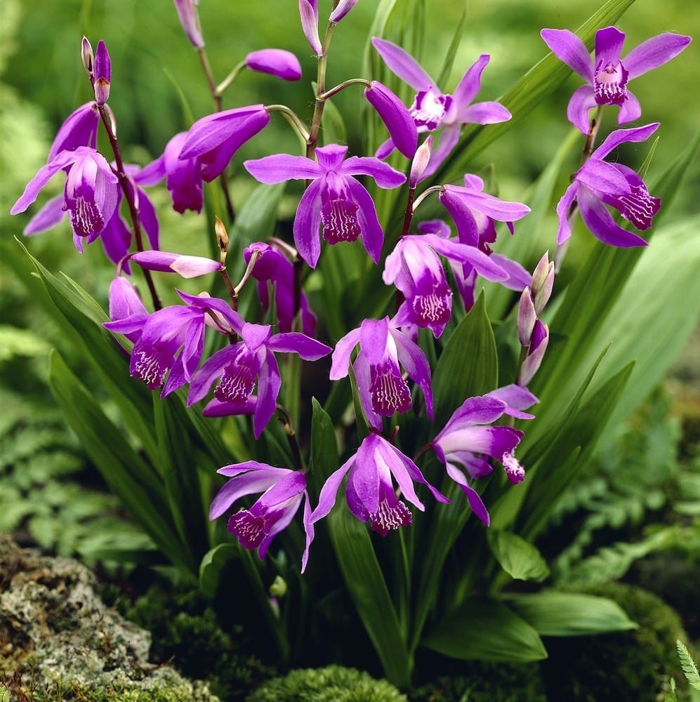 Orhidee de gradina - Bletilla striata (Purple)