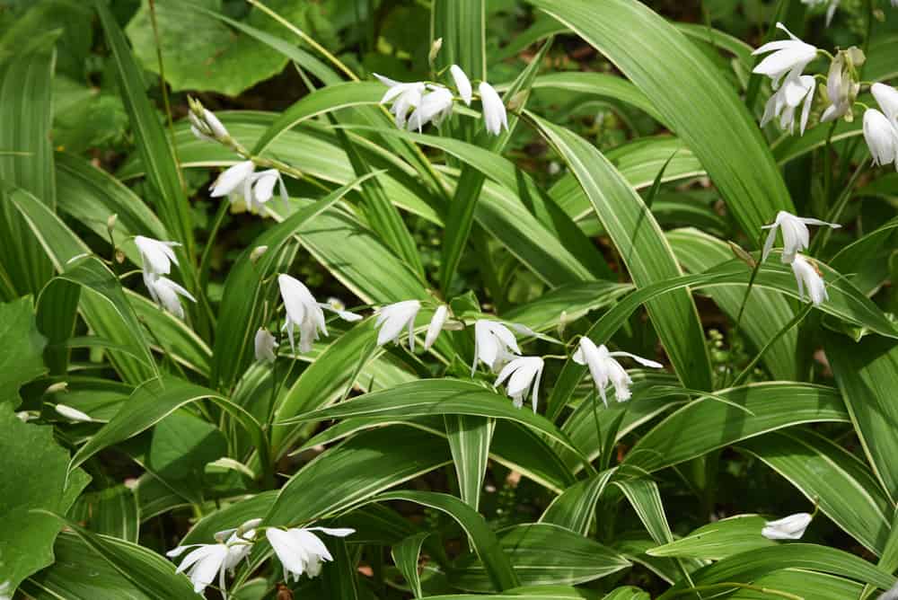 Bletilla striata 'Alba' (frunze variegate!) - Orhidee de gradina