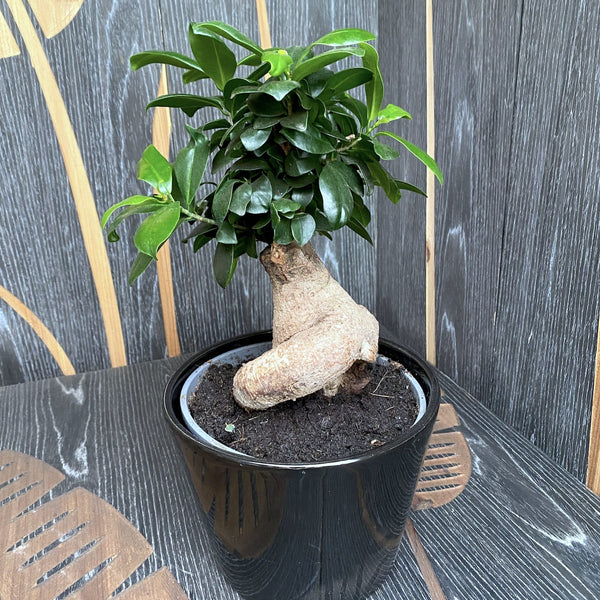 Bonsai - Ficus Ginseng in ceramic pot D19