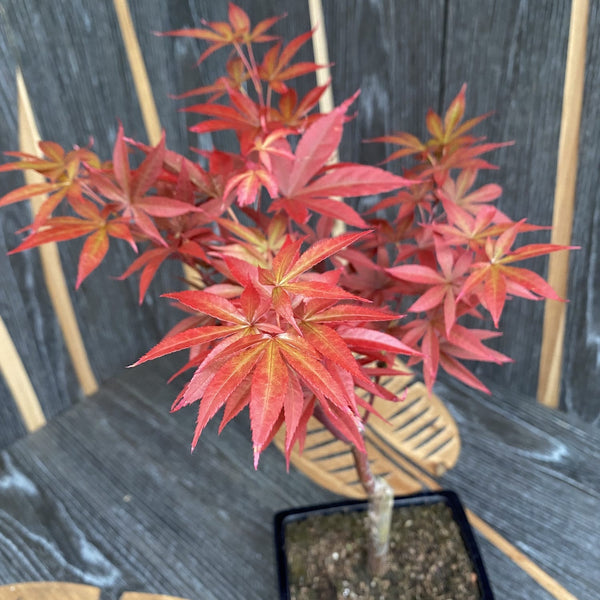 Bonsai Acer Red