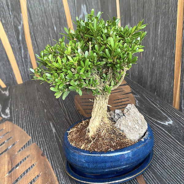 Bonsai Buxus cu piatra (farfurie inclusa)