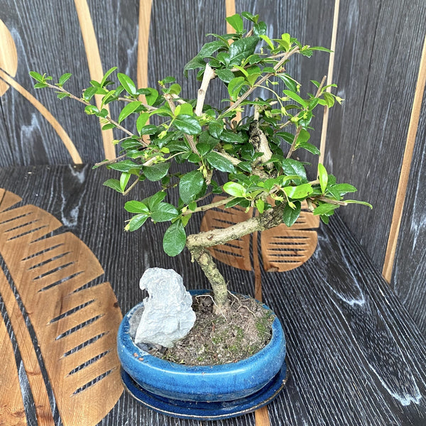 Bonsai Carmona forma S si piatra - bonsai de interior (Fukien tea tree)