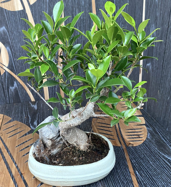 Bonsai Ficus Ginseng in S-Form und mit Stein