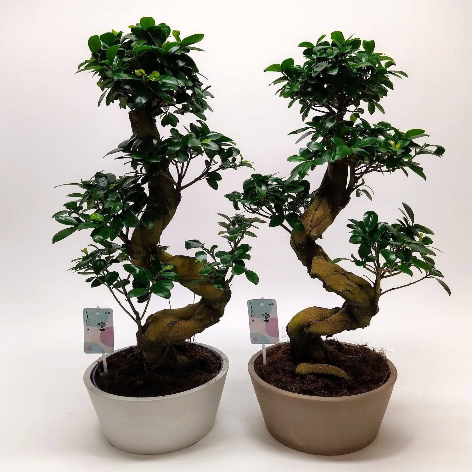 Bonsai Ginseng - forma S H60 cm