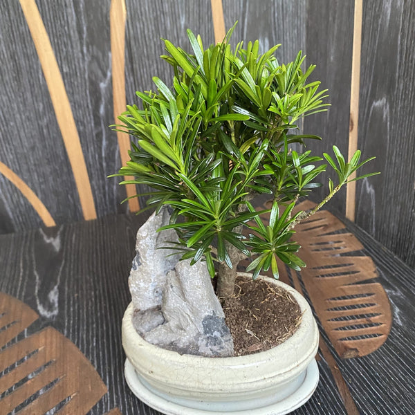 Bonsai Podocarpus mit Stein (inklusive Teller)