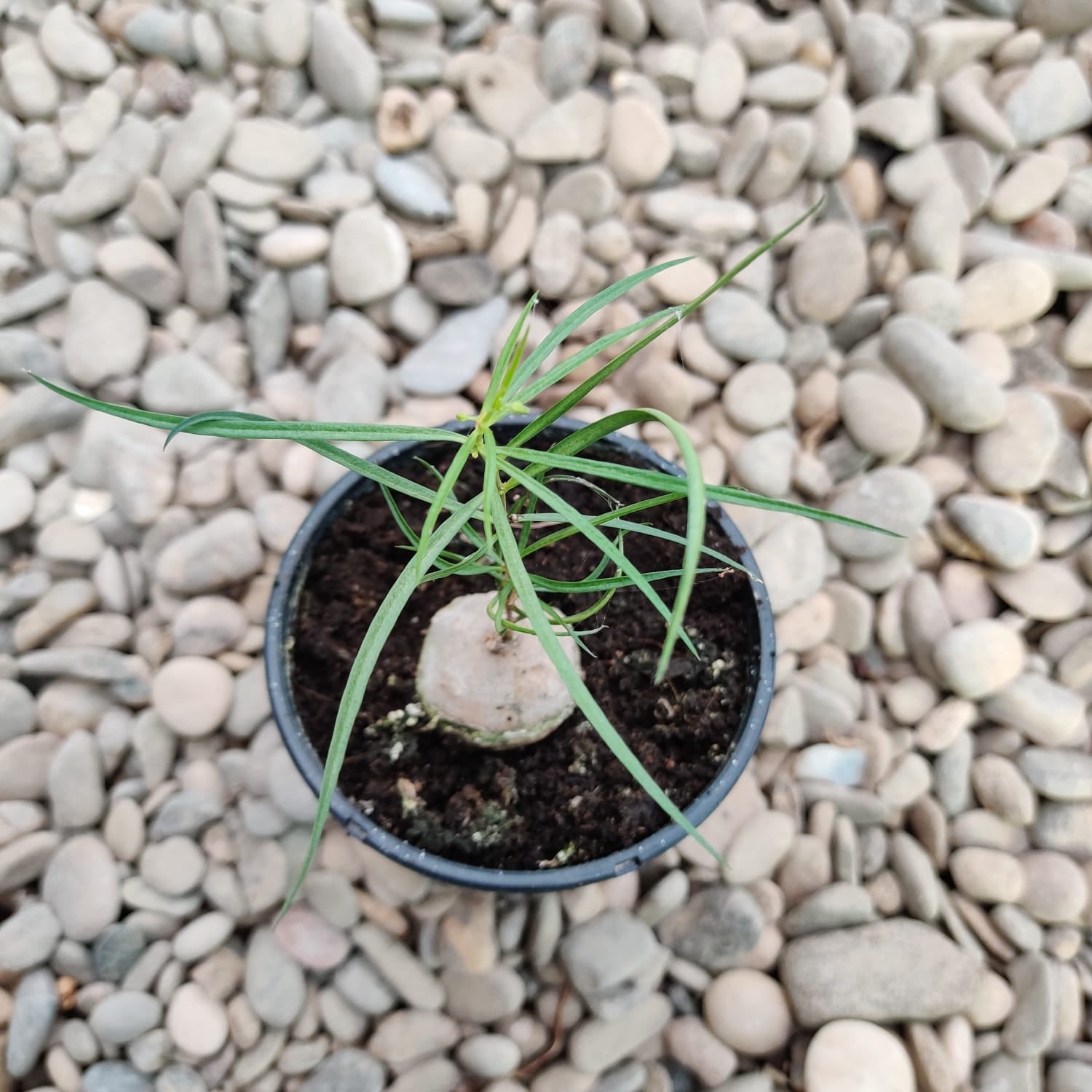 Brachystelma sp. (caudex)