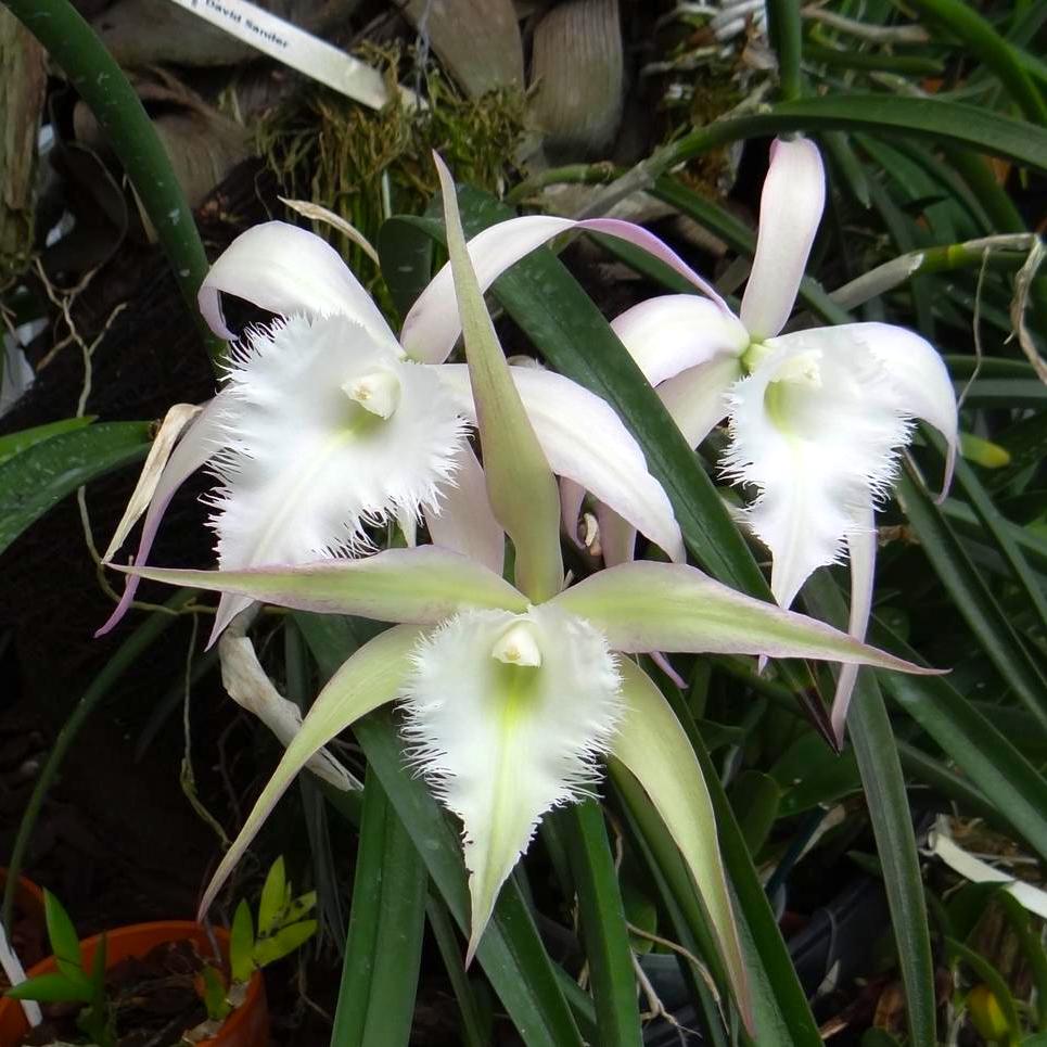 Brassavola David Sander