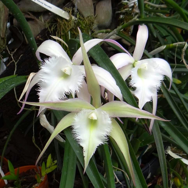 Brassavola David Sander