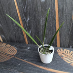 Brassavola Yaki (cucullata × nodosa) *dišeča