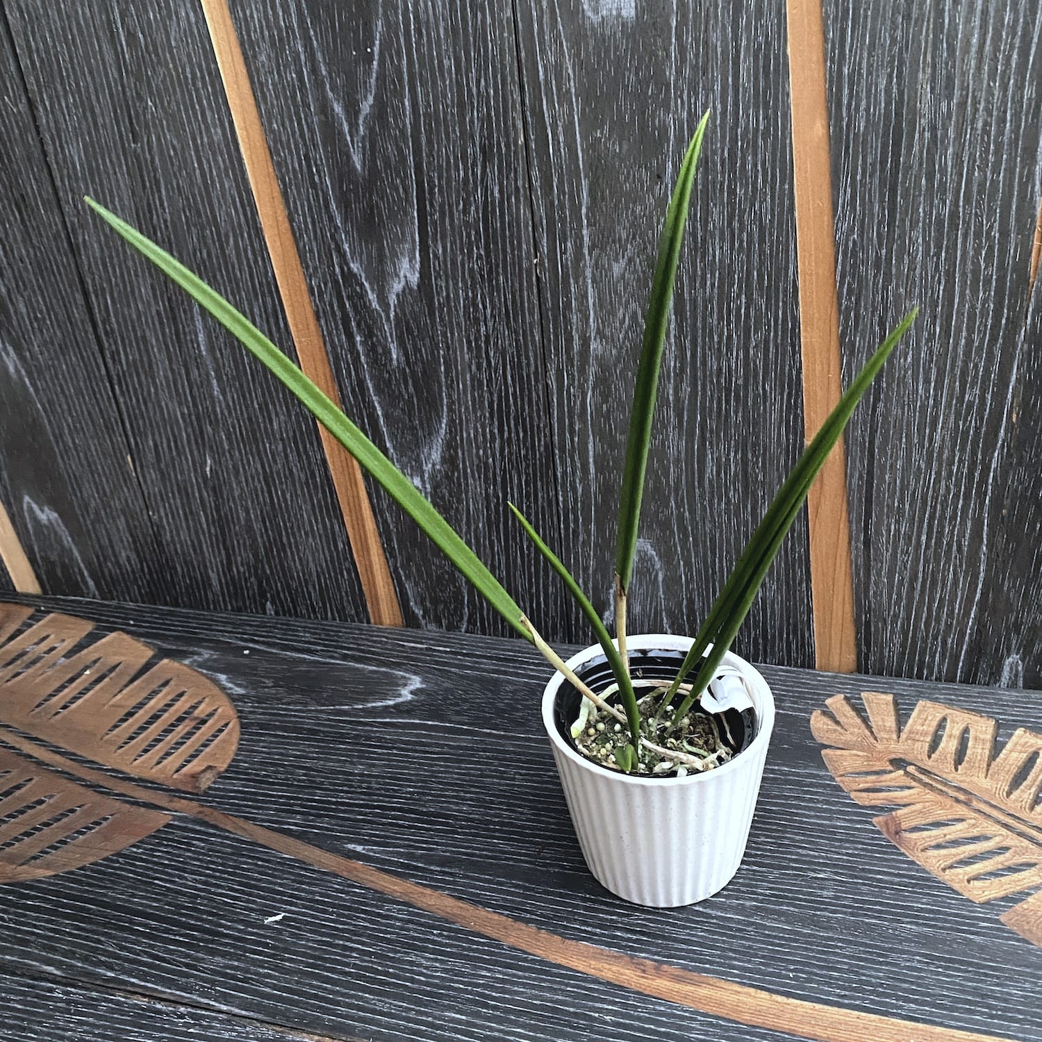 Brassavola Yaki (cucullata × nodosa) *profumata