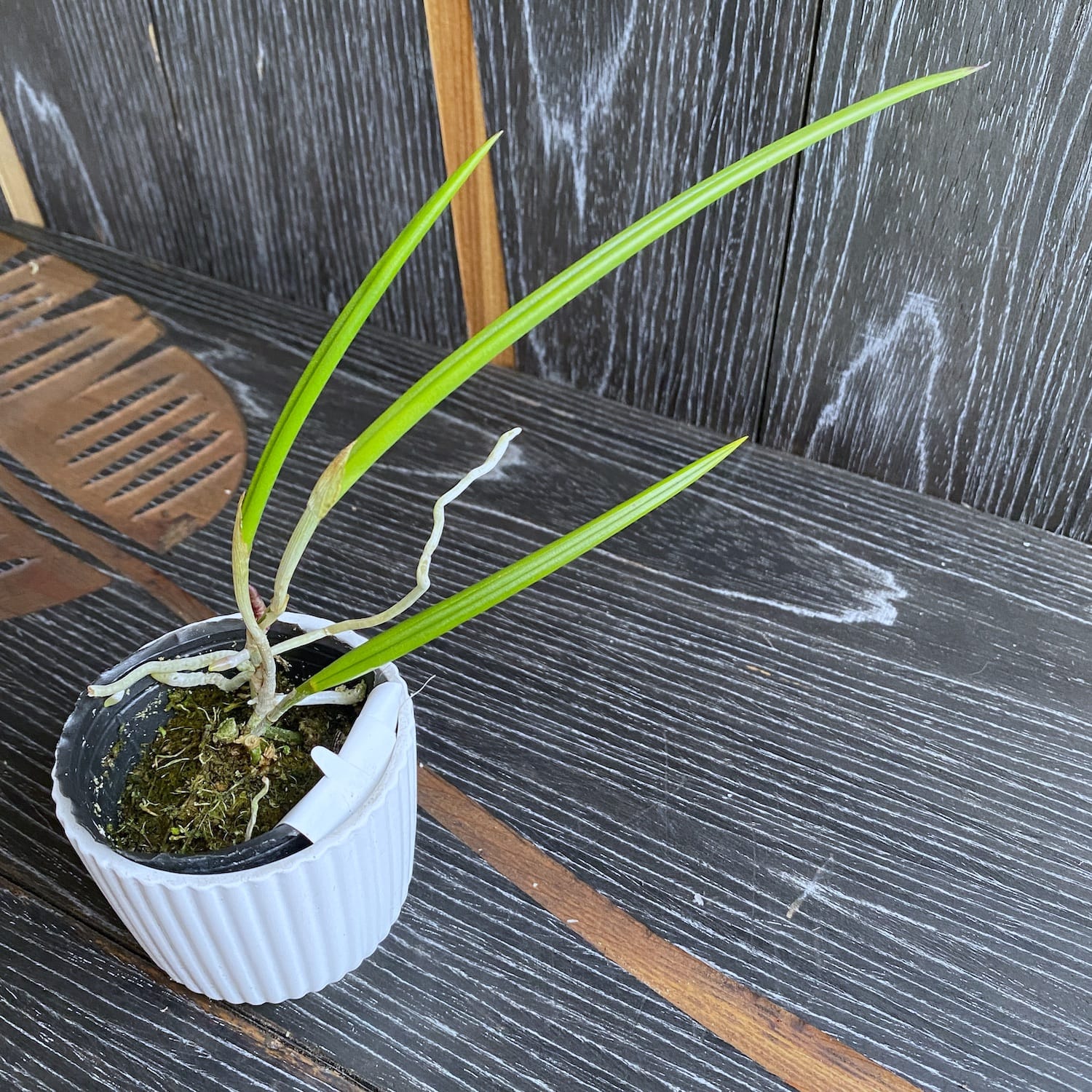 Brassavola flagellaris *parfumata