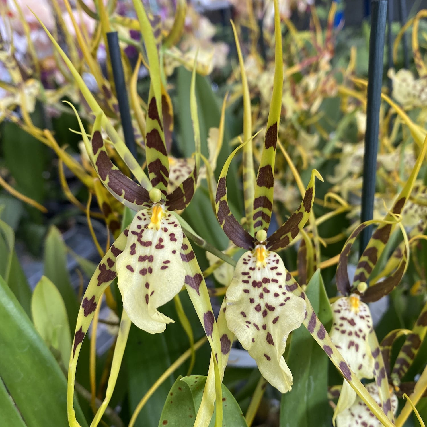 Brassia Eternal Wind 'Summer Dream' * duftend