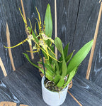 Brassia Eternal Wind 'Summer Dream' * duftend