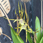 Brassia Eternal Wind 'Summer Dream' * duftend