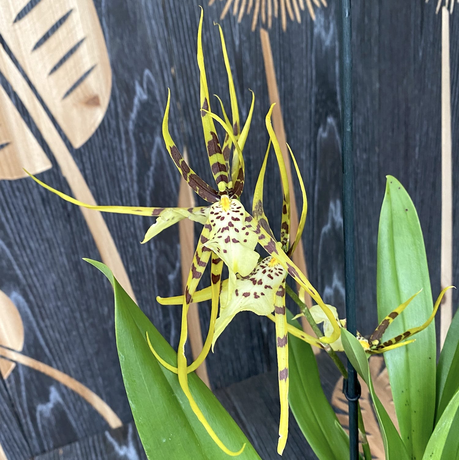 Brassia Eternal Wind 'Summer Dream' * duftend