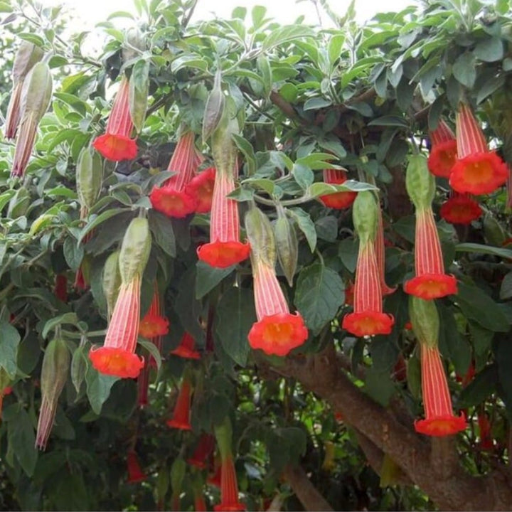 Trompeta ingerilor - Brugmansia rosie