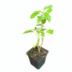 Brugmansia sanguinea 'Red'