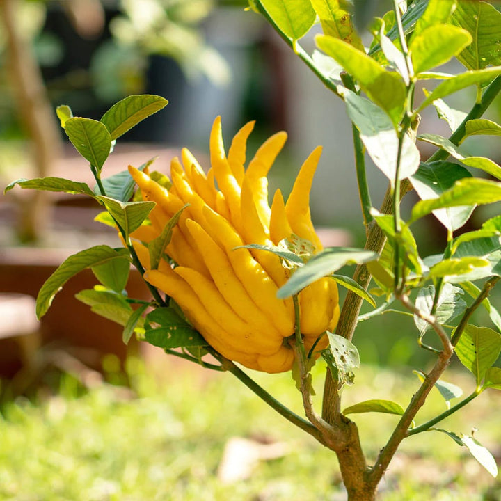 Citrus medica var. digitata (Hand of Buddha)