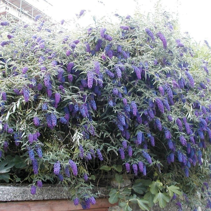 Buddleja davidii 'Nanho Blue'