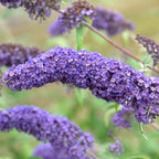 Buddleja davidii 'Nanho Blue'