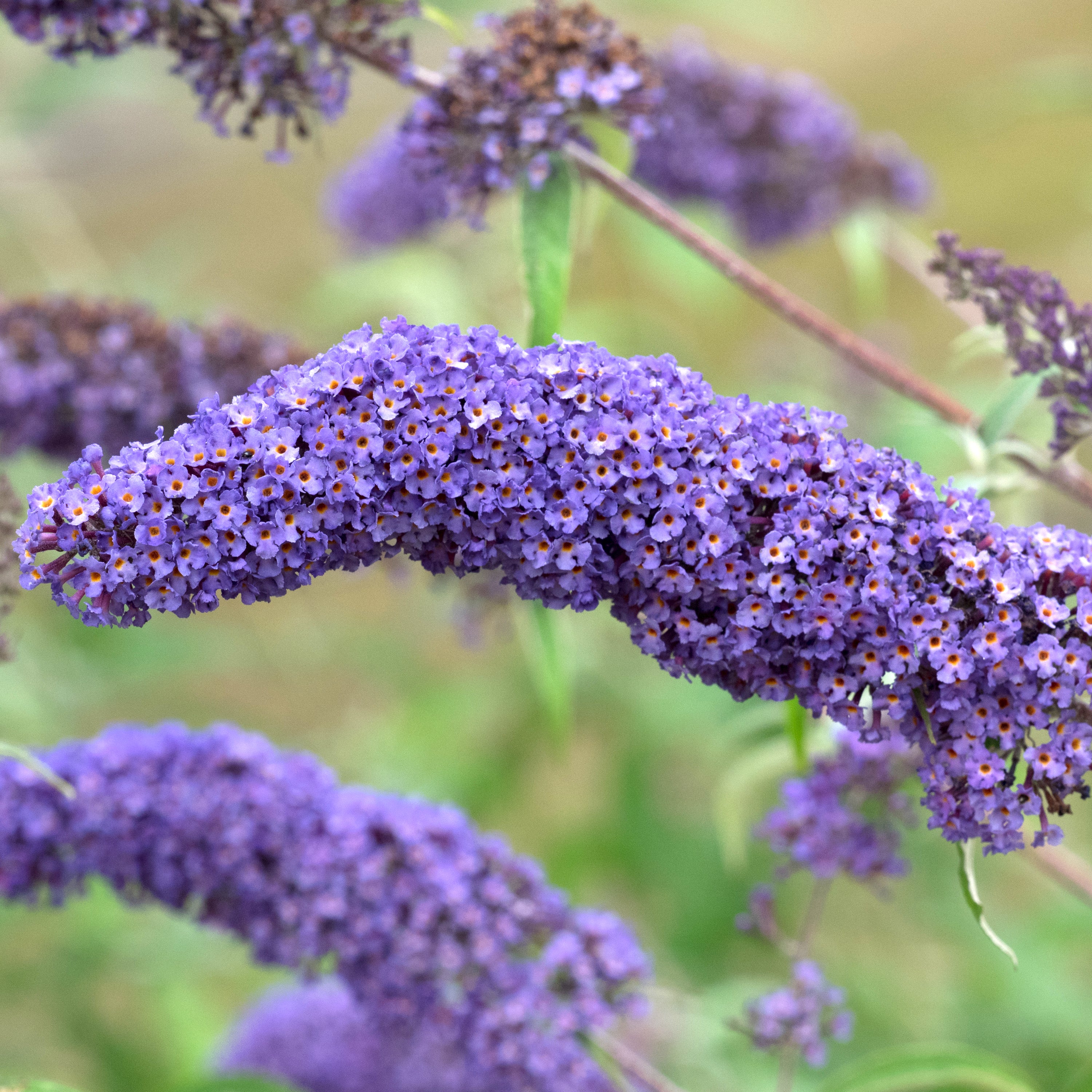 Buddleja davidii 'Nanho Blue'