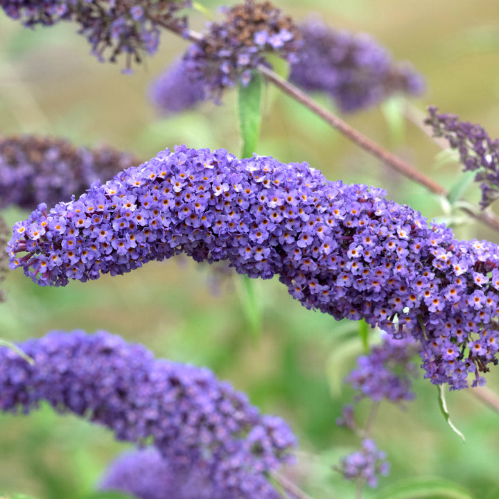 Buddleja davidii 'Nanho Blue'