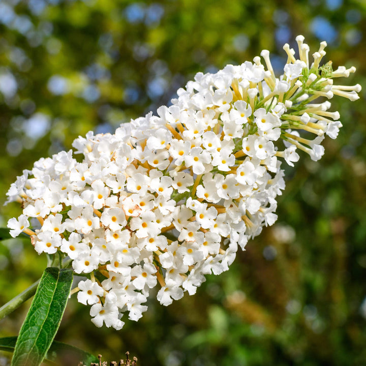 Buddleja davidii 'White Profusion'