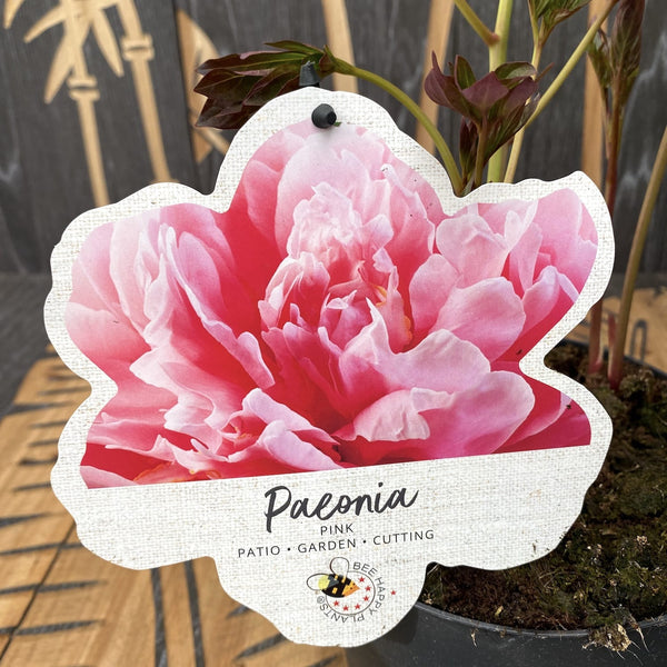 Offer! Garden peonies lactiflora mix - fragrant flowers