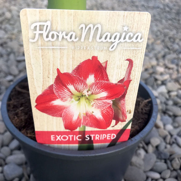 Bicolor Potted Lily Bulbs (Amaryllis Exotic Stripe)