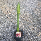 Bulbi Crin roz la ghiveci (Amarilis)