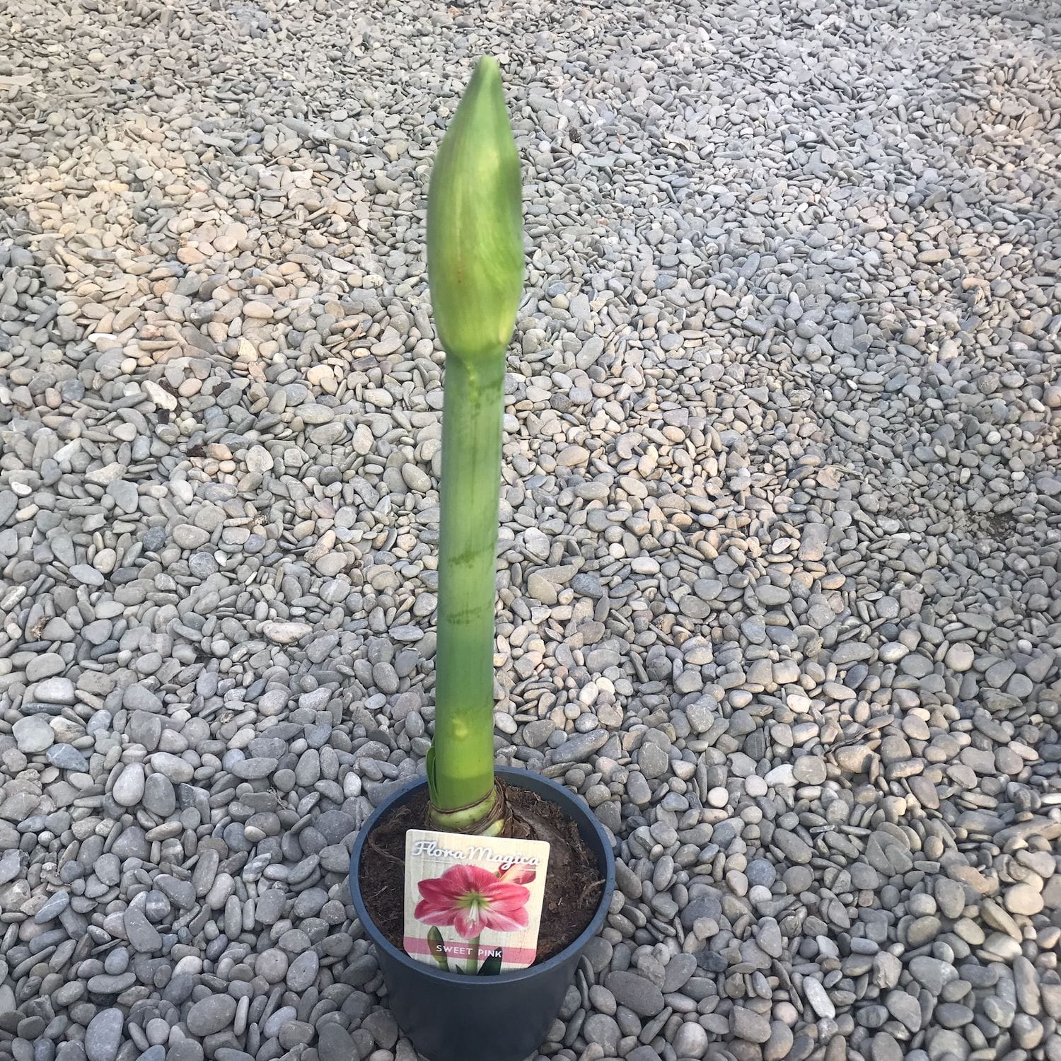 Bulbi Crin roz la ghiveci (Amarilis)