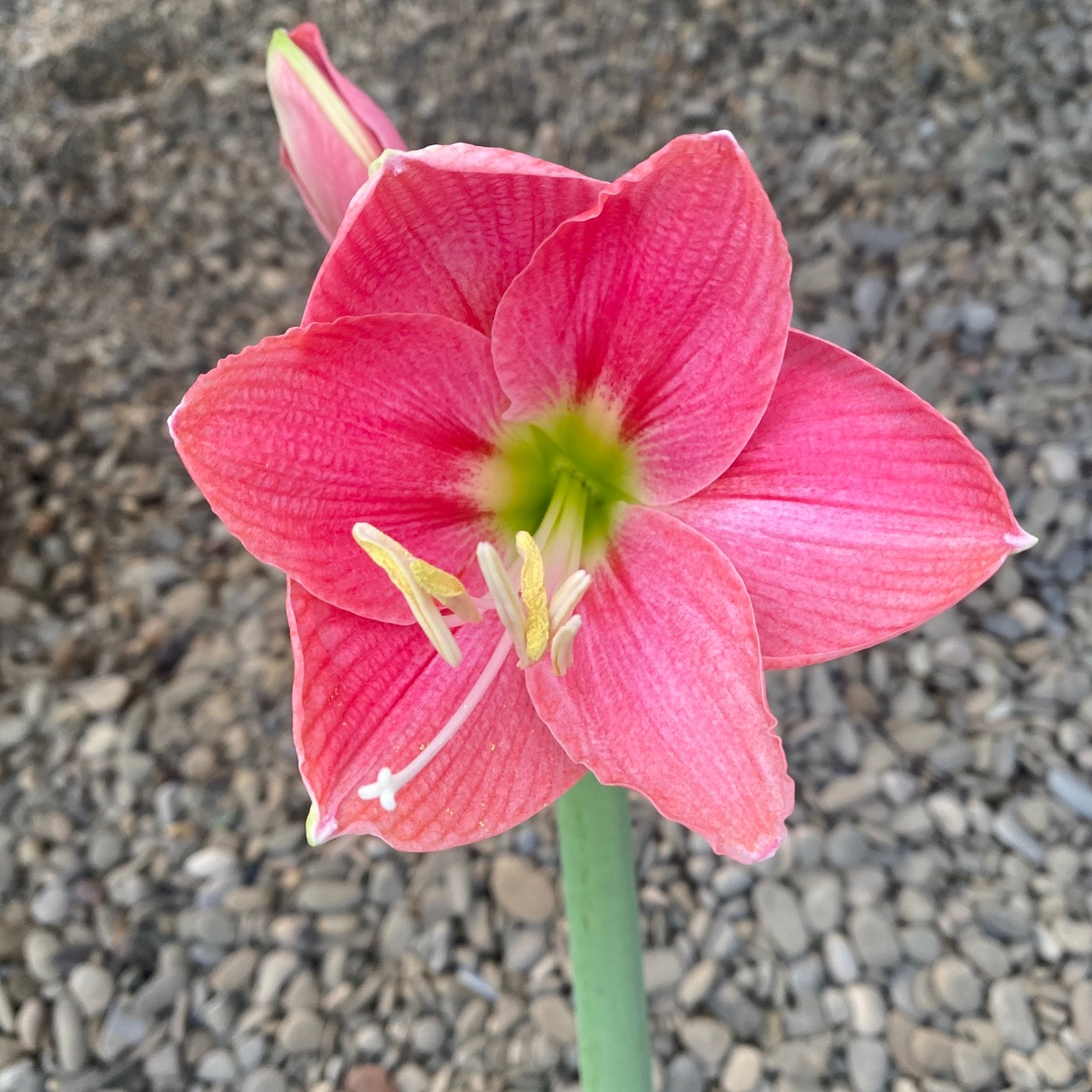 Crin Roz Bulbi Crin roz la ghiveci (Amarilis) – Secret Garden Plant Shop