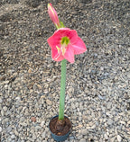 Bulbi Crin roz la ghiveci (Amarilis)